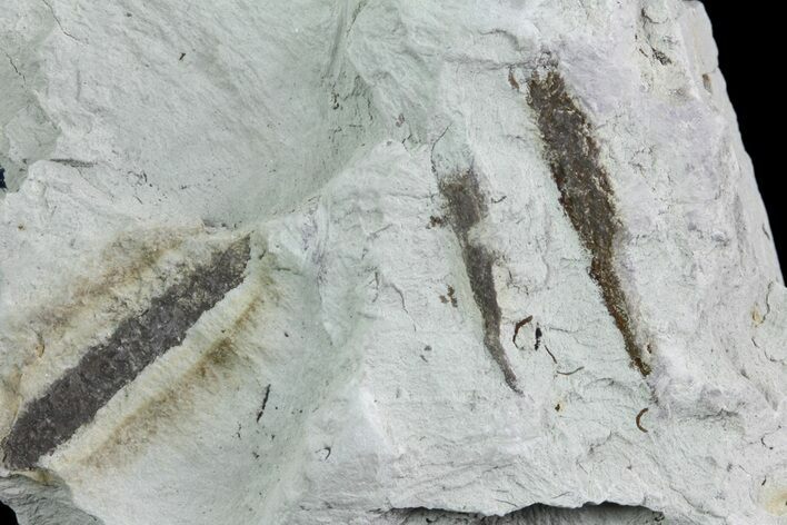 Ediacaran Aged Fossil Worms (Sabellidites) - Estonia #73508